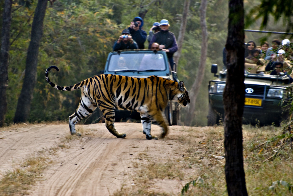 Wildlife Tour of Madhya Pradesh